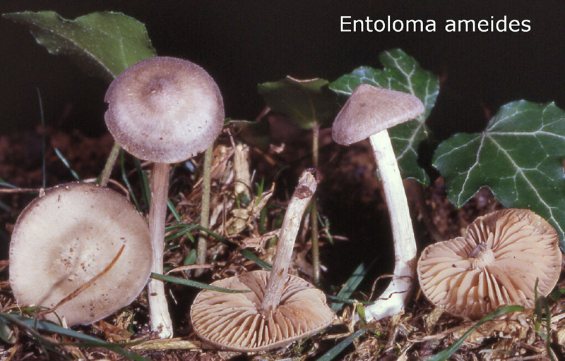 Entoloma ameides-amf1986.jpg - Entoloma ameides ; Syn: Rhodophyllus ameides ; Nom français: Entolome à odeur douceâtre